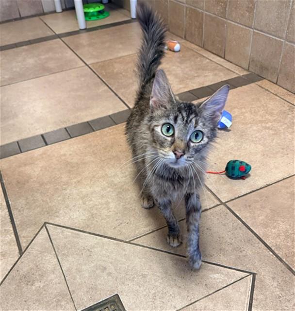 PRESLEY, Adoptable, Young Female Domestic Medium Hair.