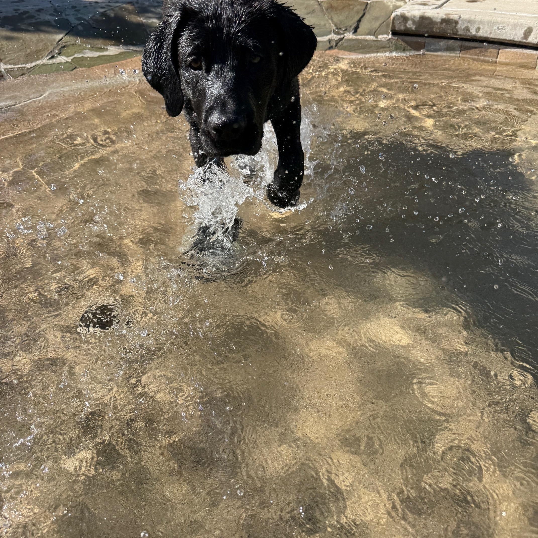 River, an adopted mixed breed in Sacramento, CA image 2/6