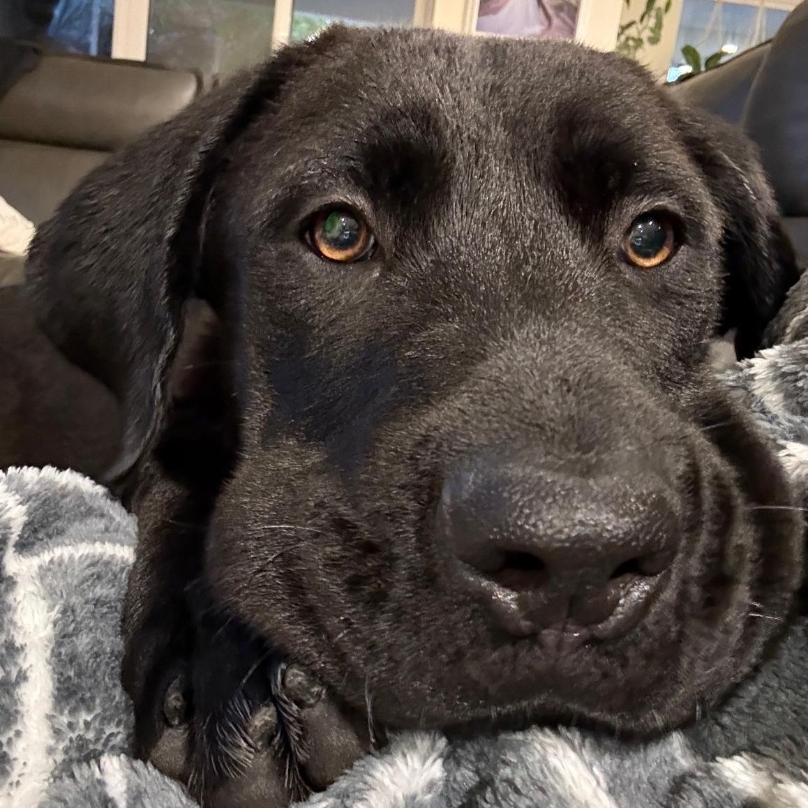River, an adopted mixed breed in Sacramento, CA image 1/6