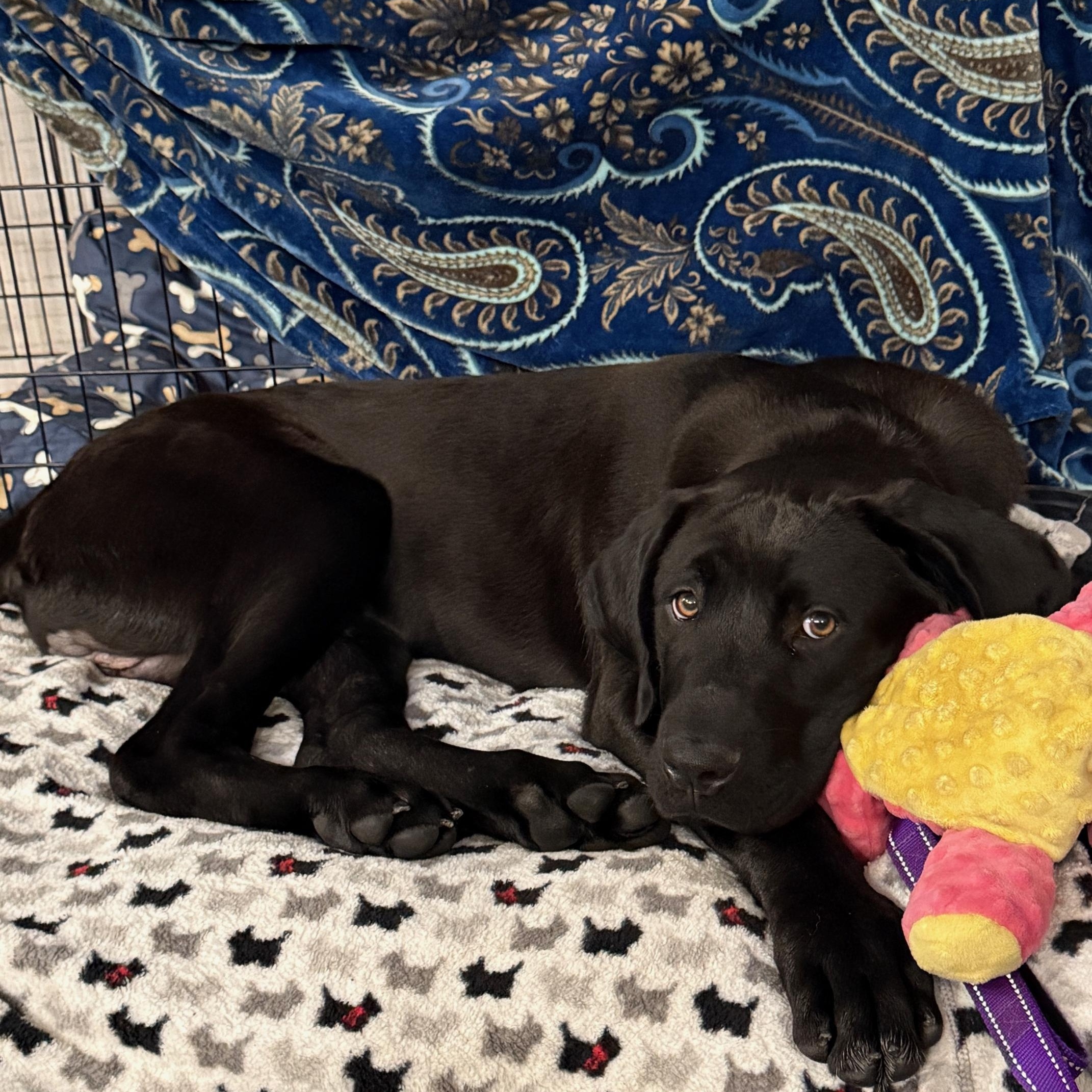 River, an adopted mixed breed in Sacramento, CA image 4/6