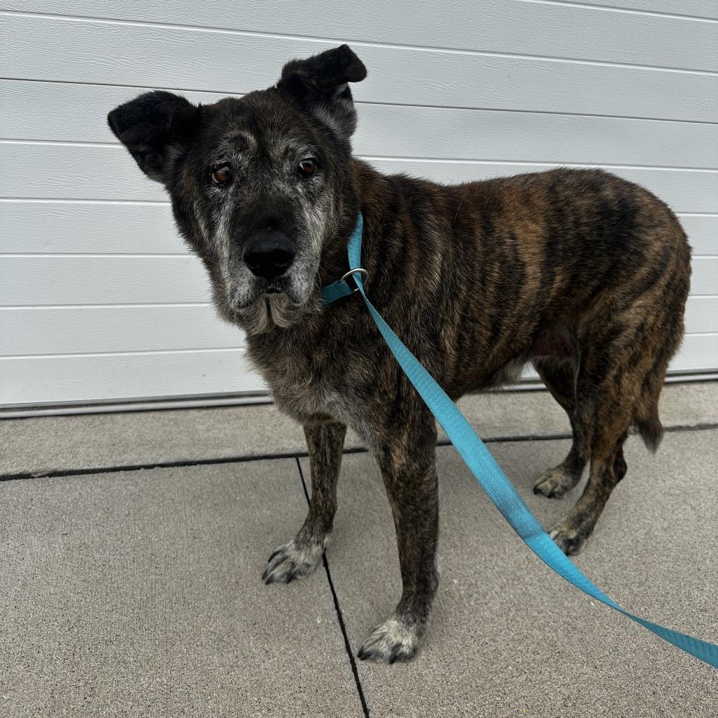 Enlarge Elizabeth, a Adoptable mixed breed in Muscatine, IA image 1/6