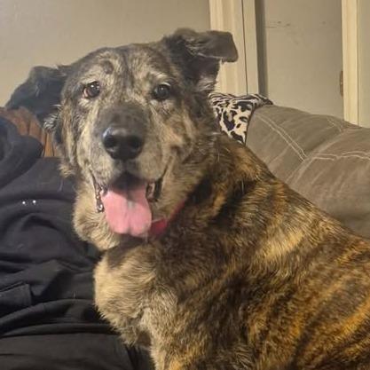 Enlarge Elizabeth, a Adoptable mixed breed in Muscatine, IA image 1/6