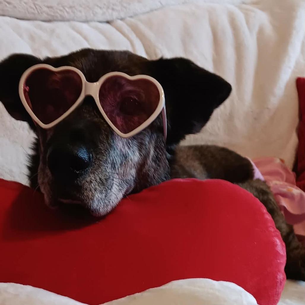 Enlarge Elizabeth, a Adoptable mixed breed in Muscatine, IA image 1/6