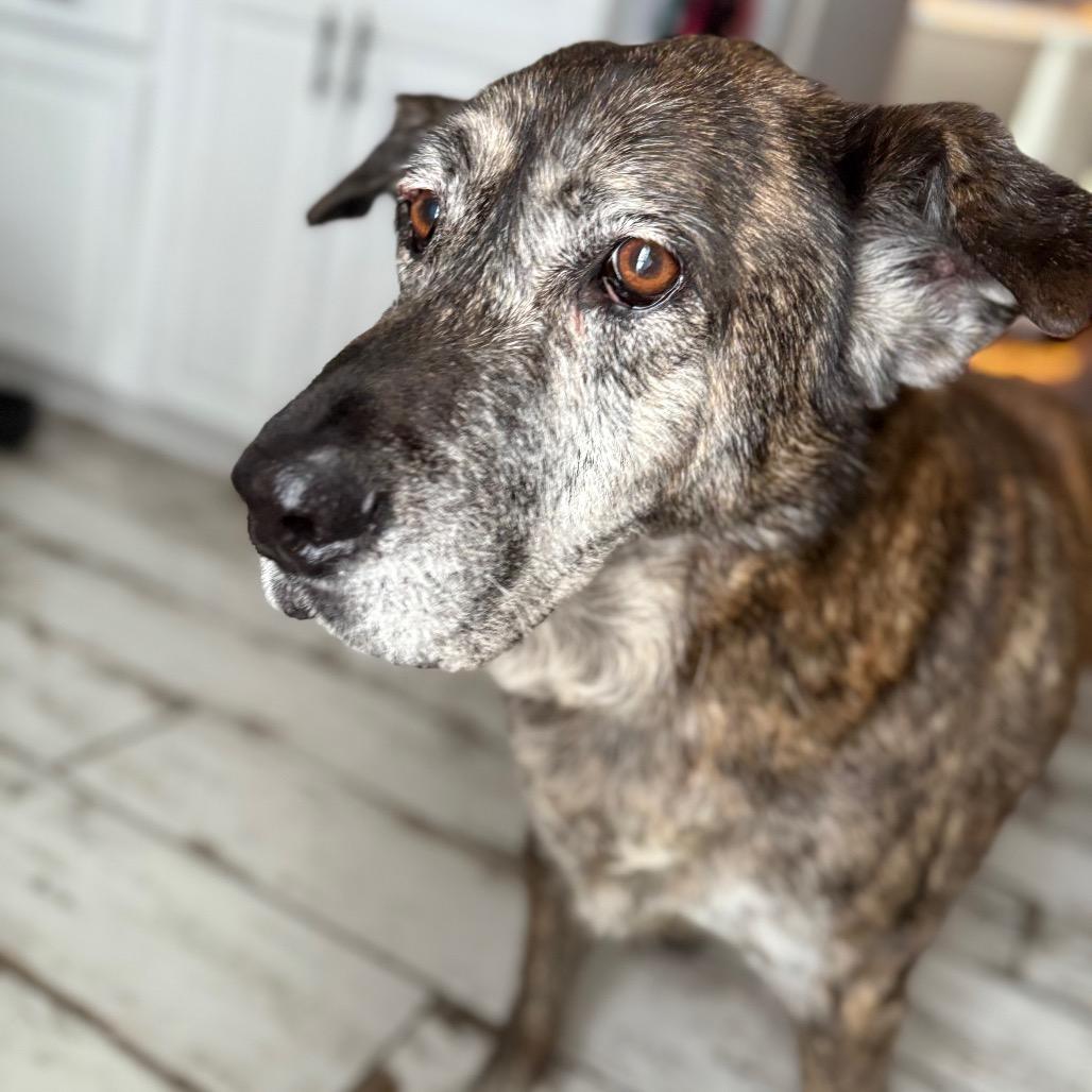 Enlarge Elizabeth, a Adoptable mixed breed in Muscatine, IA image 2/6