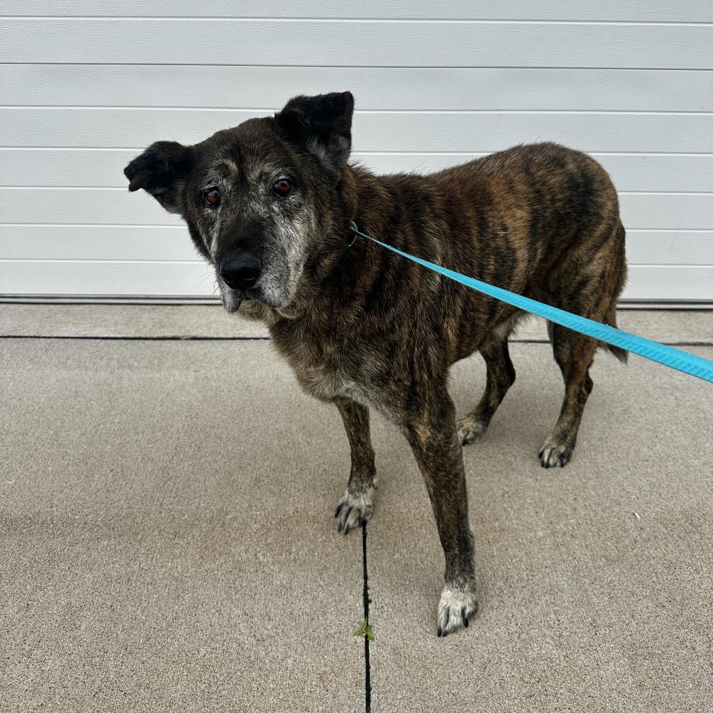 Enlarge Elizabeth, a Adoptable mixed breed in Muscatine, IA image 4/6