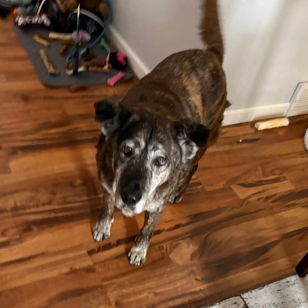 Enlarge Elizabeth, a Adoptable mixed breed in Muscatine, IA image 5/6