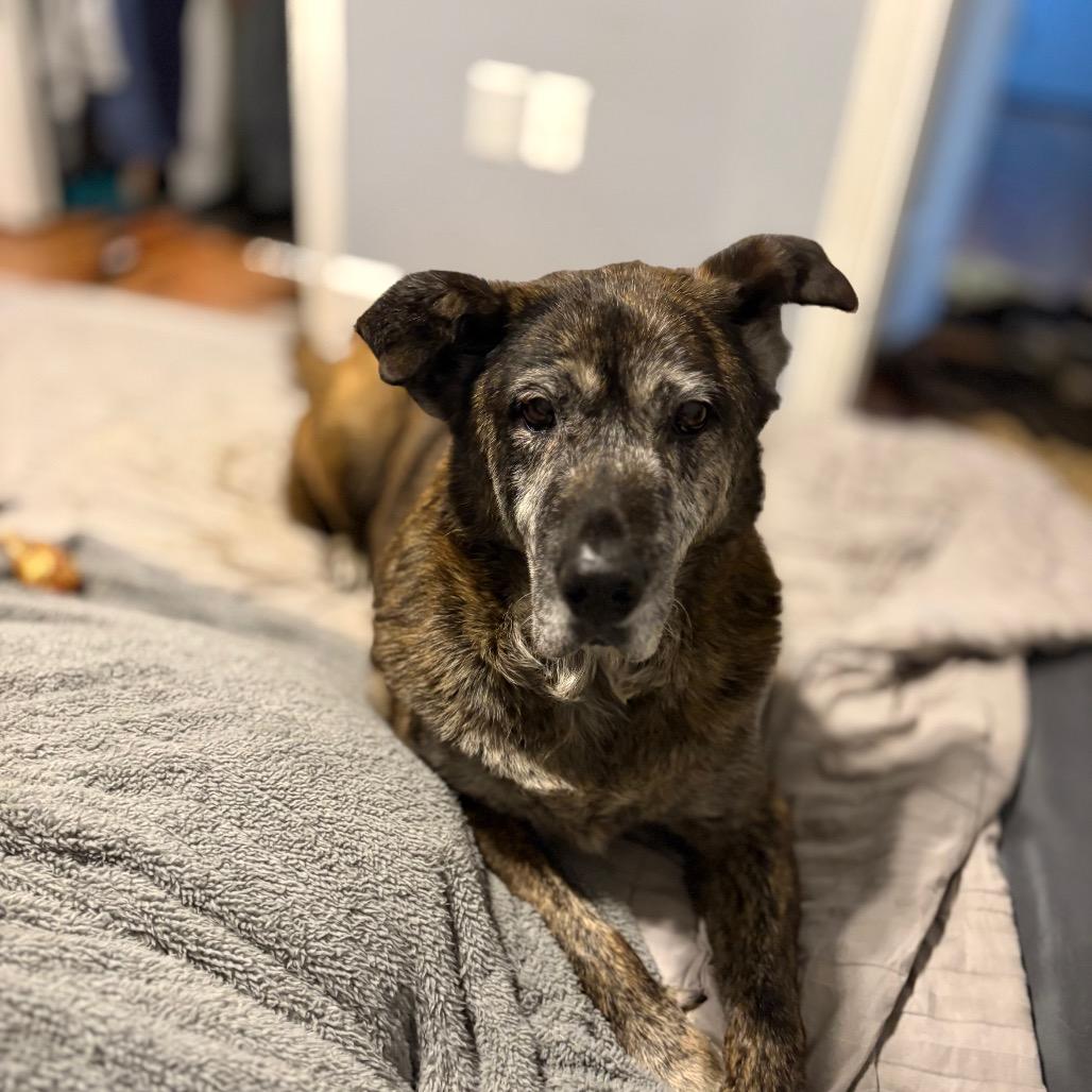 Enlarge Elizabeth, a Adoptable mixed breed in Muscatine, IA image 6/6