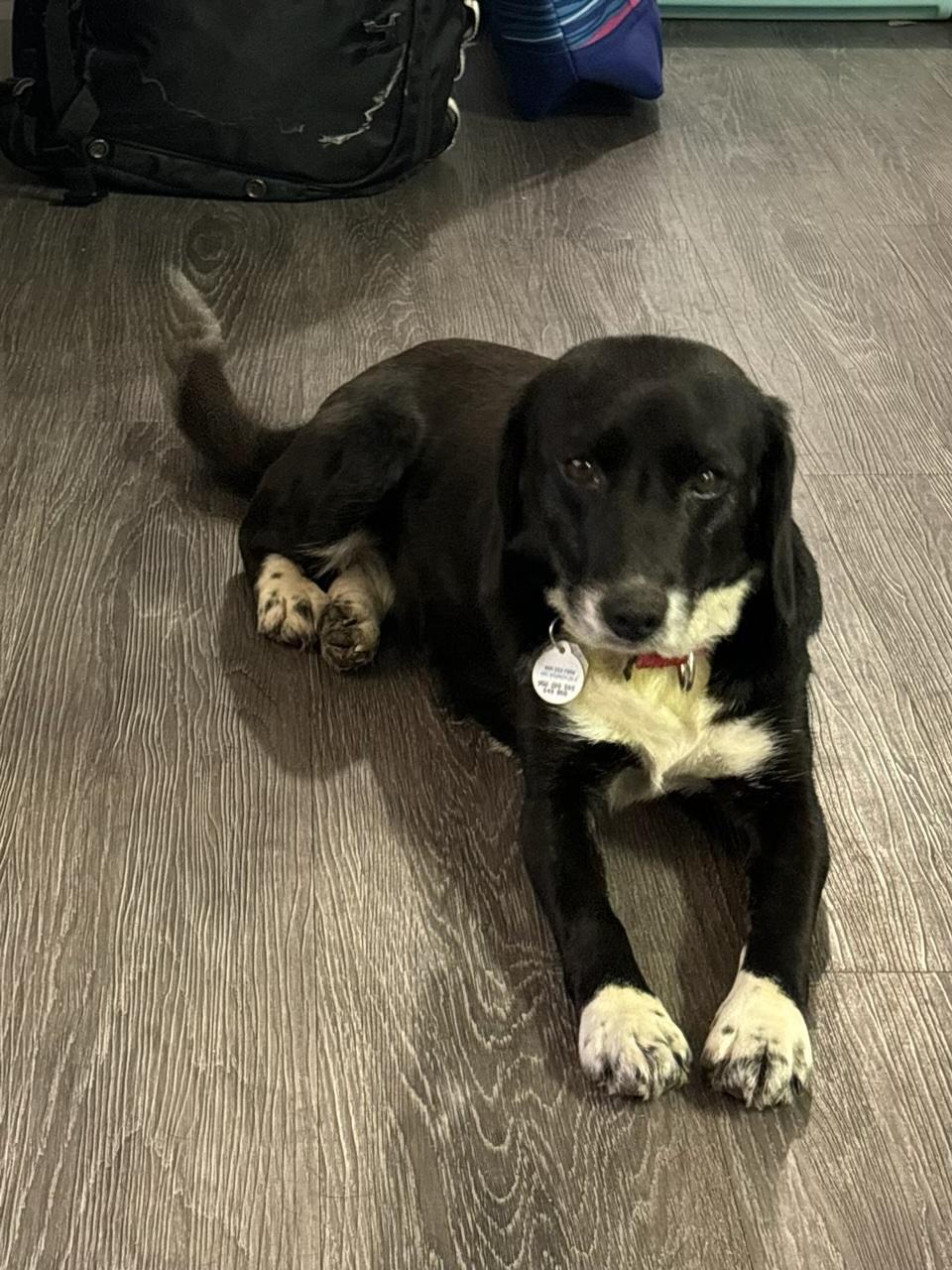 Elsa, Adopted, Adult Female Beagle & Border Collie.