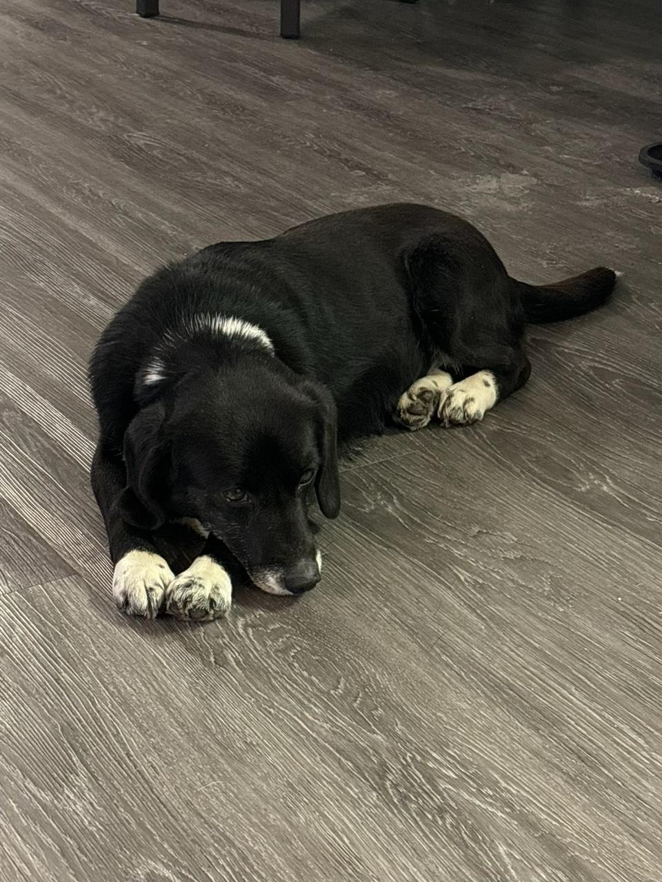 Elsa, a Adopted mixed breed in Glover, VT image 2/6