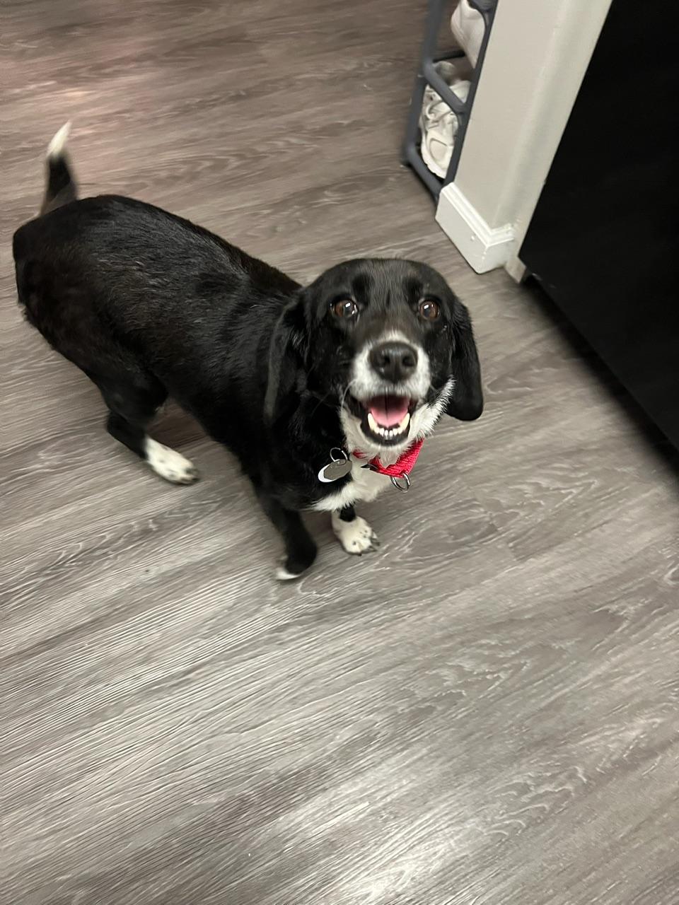 Elsa, a Adopted mixed breed in Glover, VT image 3/6