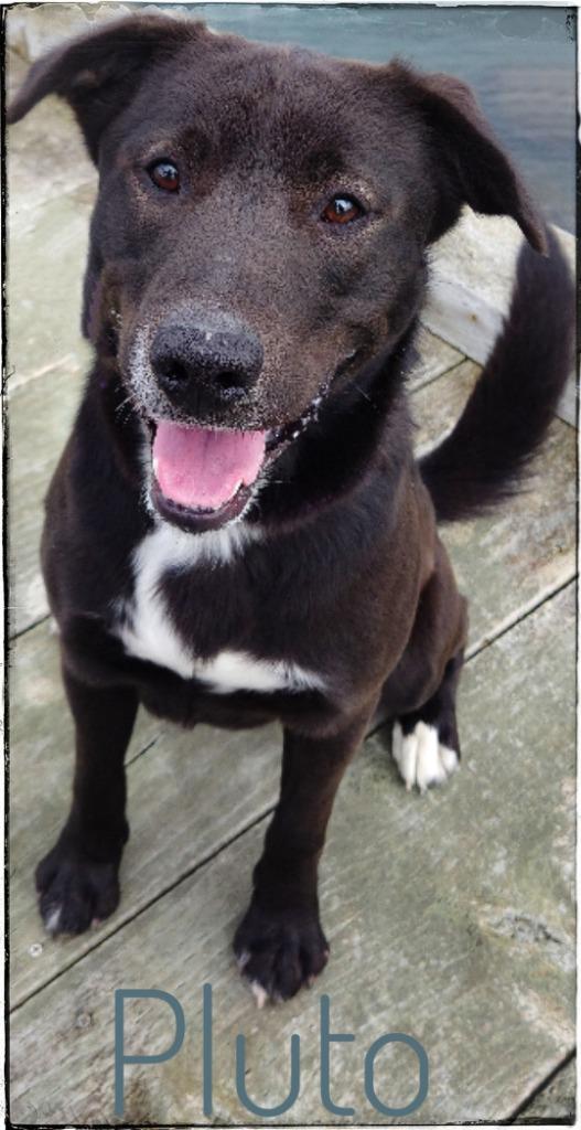 Pluto, Adoptable, Adult Male Akita & Black Labrador Retriever.