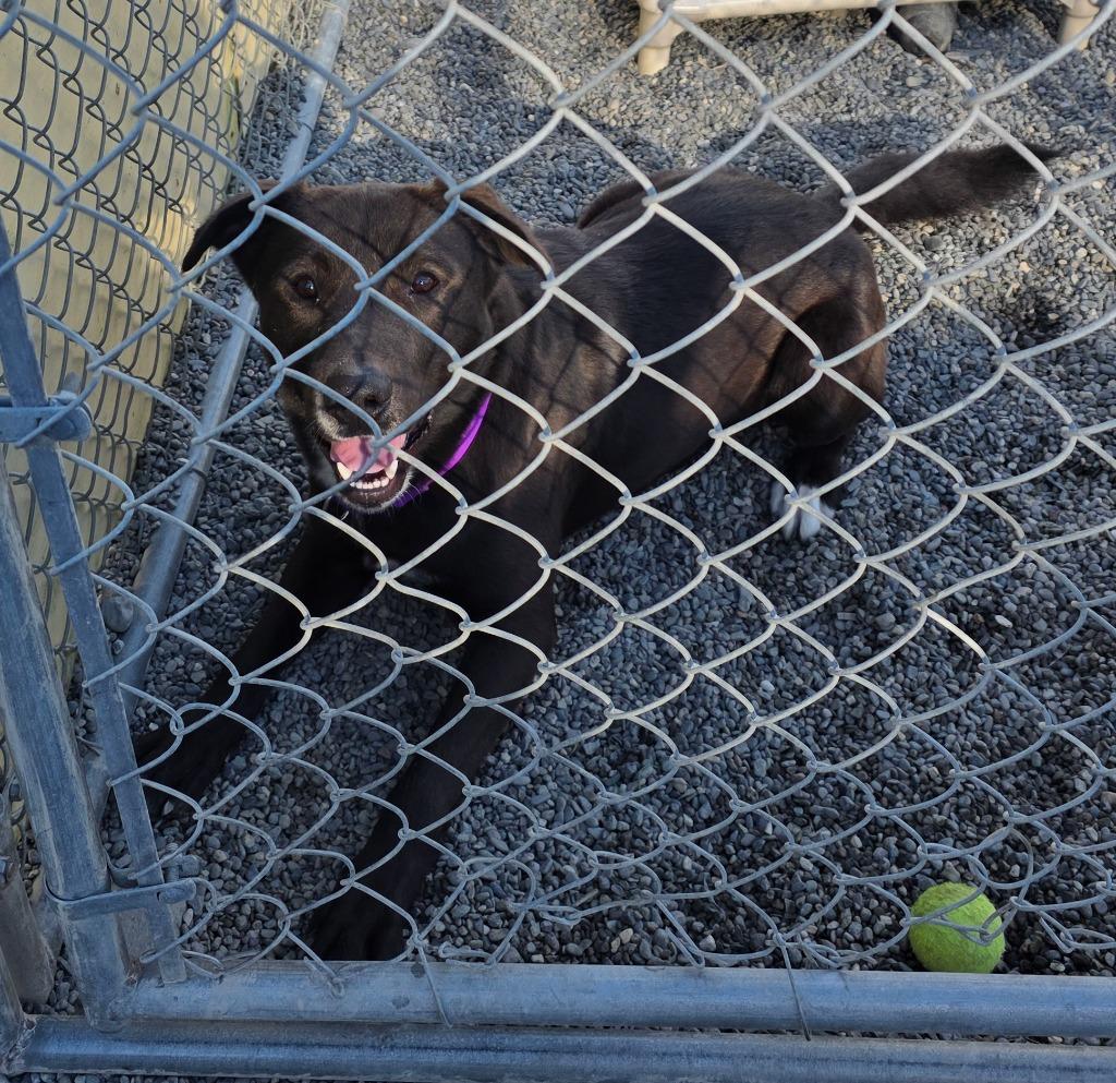 Enlarge Pluto, a Adoptable mixed breed in Gold Beach, OR image 2/3