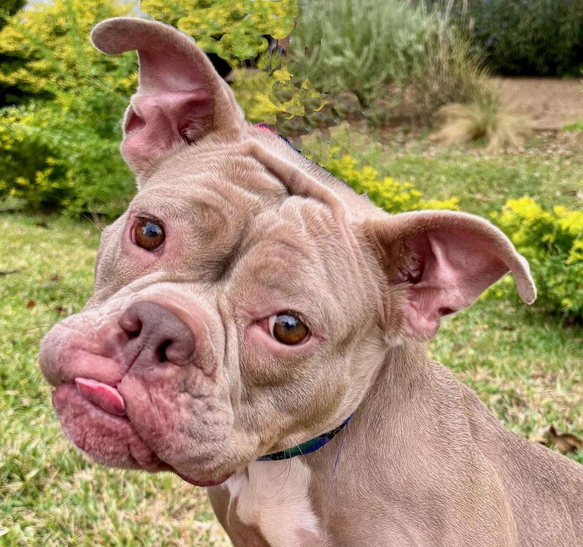 SADIE, a ADOPTABLE mixed breed in Groton, CT image 4/5