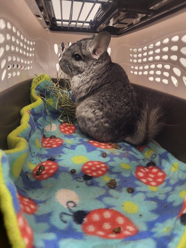 Blaine, a Adoptable Chinchilla in CRYSTAL LAKE, IL image 1/4
