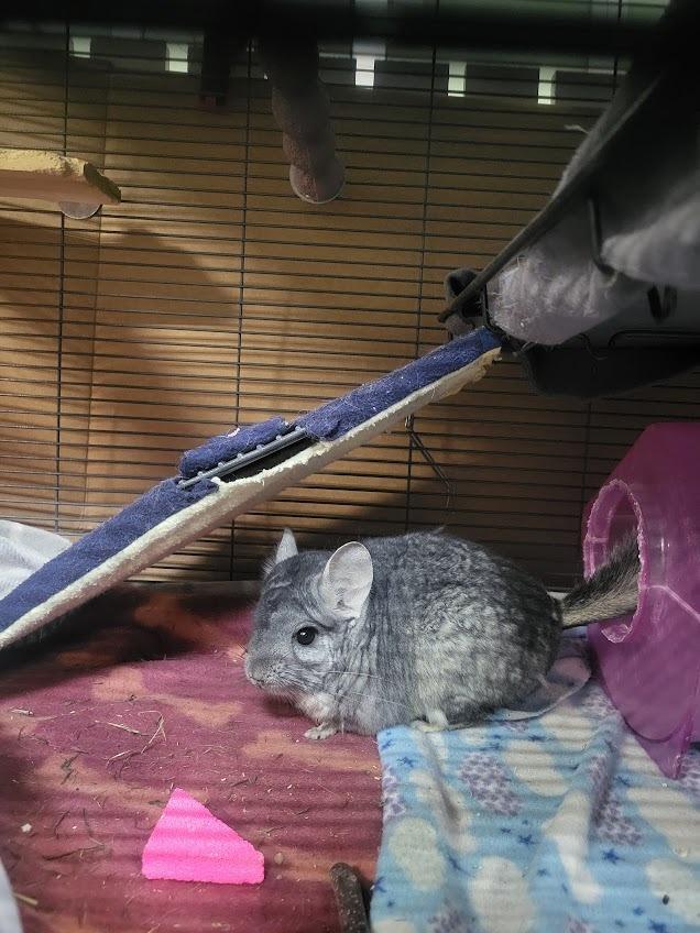Blaine, a Adoptable Chinchilla in CRYSTAL LAKE, IL image 2/4