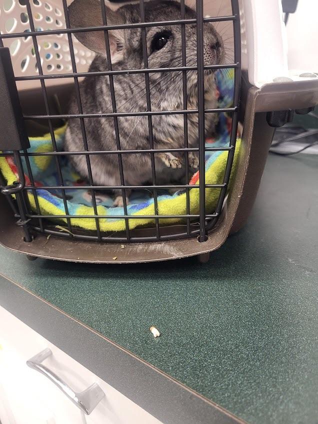 Blaine, a Adoptable Chinchilla in CRYSTAL LAKE, IL image 4/4