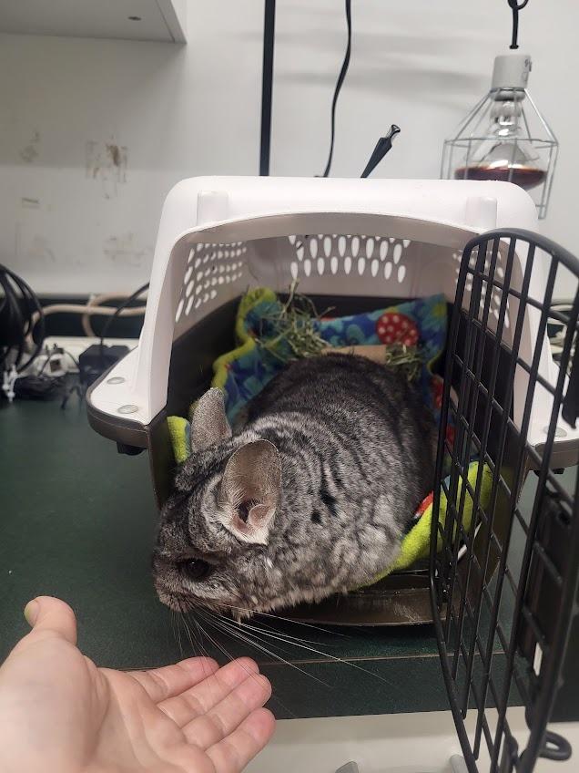 Enlarge Blaine, a Adoptable Chinchilla in CRYSTAL LAKE, IL image 3/4