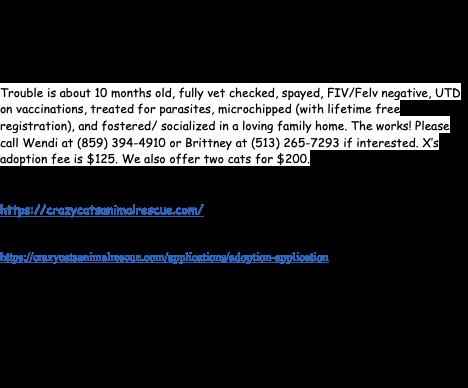 Mushroom, a ADOPTABLE Domestic Short Hair in Cincinnati, OH image 1/2