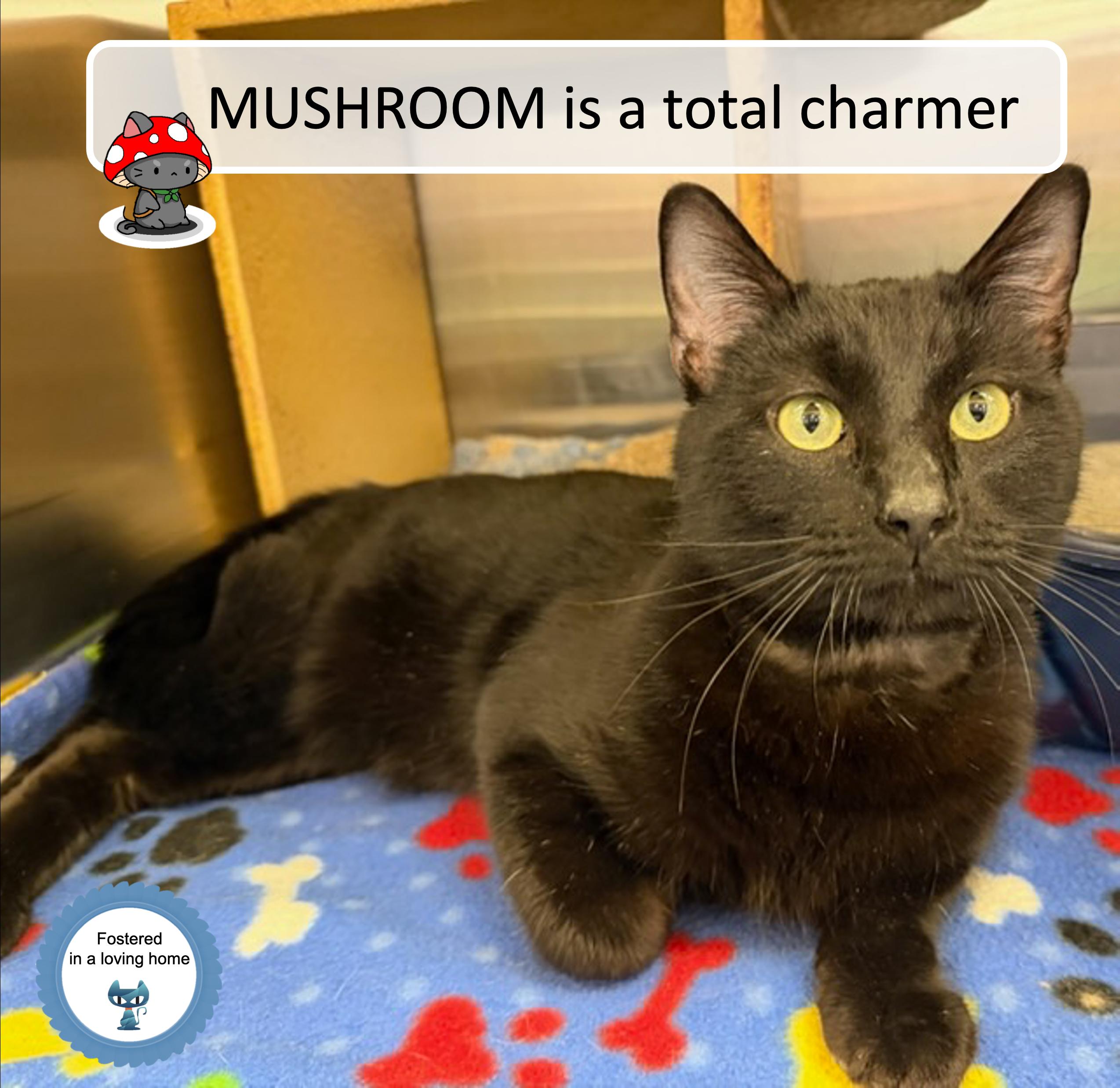 Mushroom, a ADOPTABLE Domestic Short Hair in Cincinnati, OH image 2/2