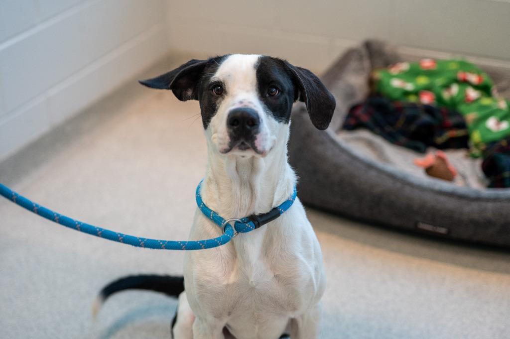 Uno (aka Da Bubs), a Adoptable mixed breed in Frankfort, KY image 3/5