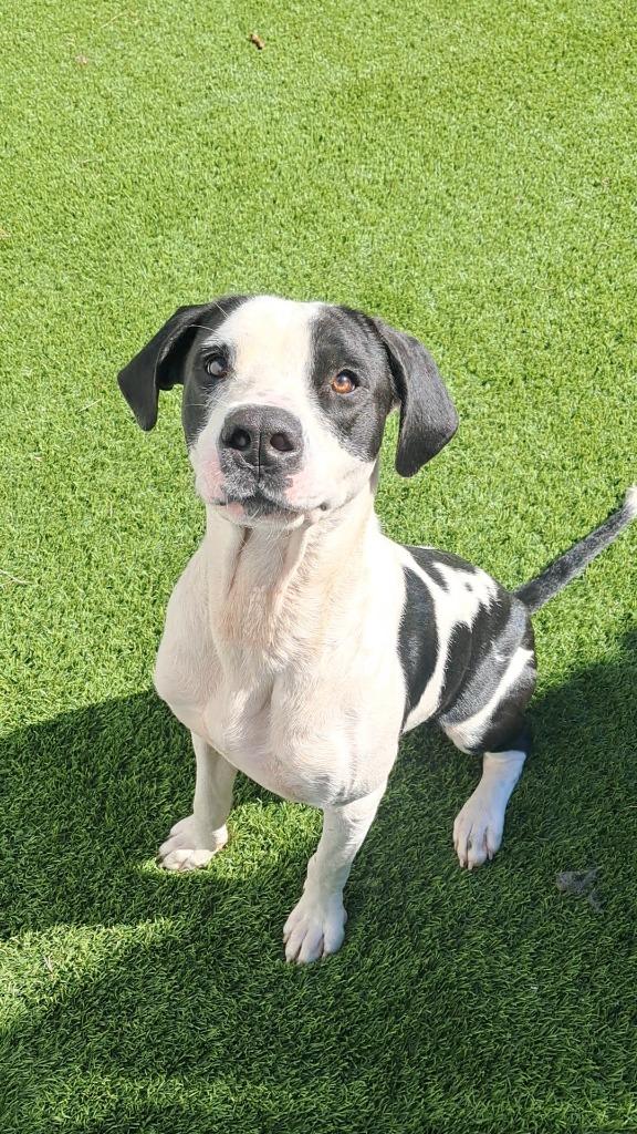 Uno (aka Da Bubs), a Adoptable mixed breed in Frankfort, KY image 5/5