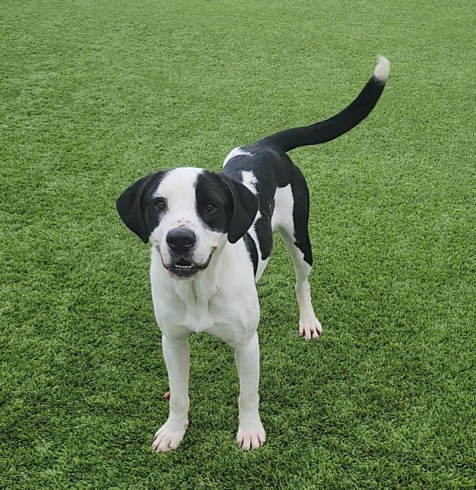 Enlarge Uno (aka Da Bubs), a Adoptable mixed breed in Frankfort, KY image 1/6