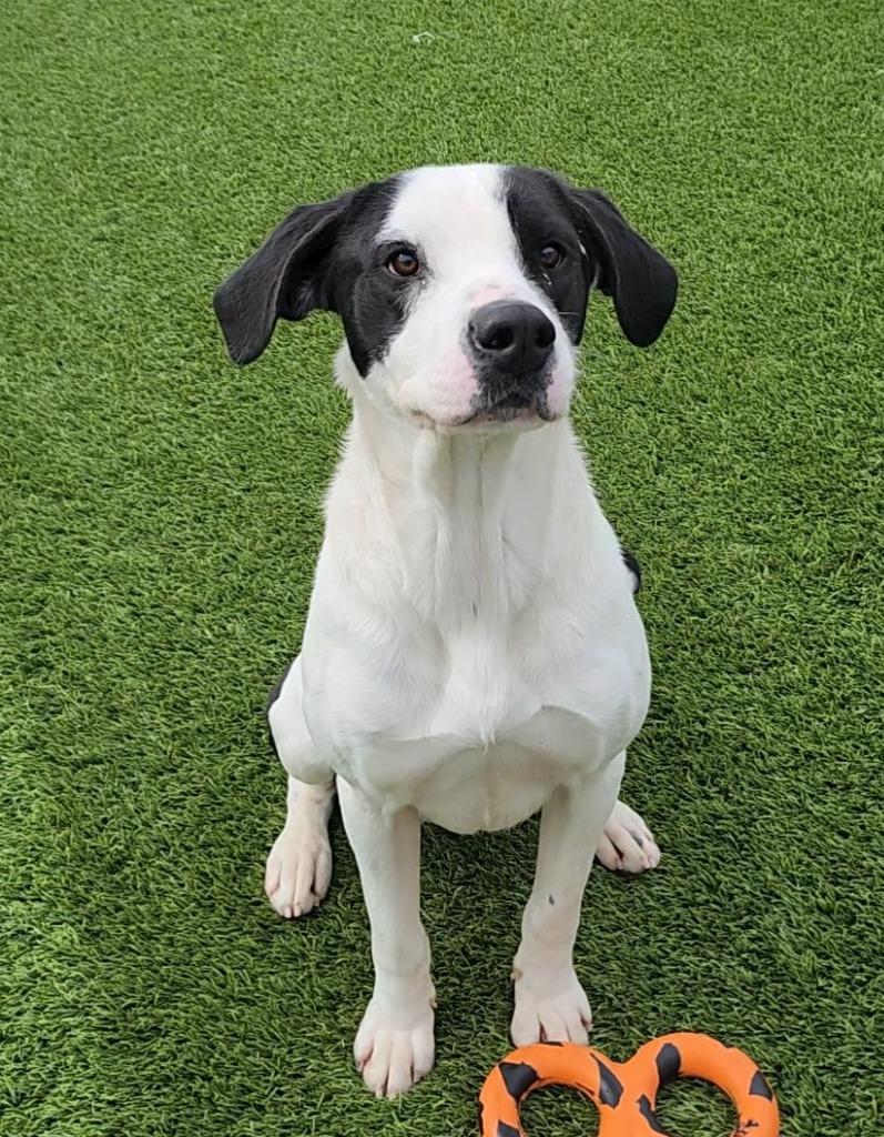 Uno (aka Da Bubs), Adoptable, Young Male Hound & Mixed Breed.