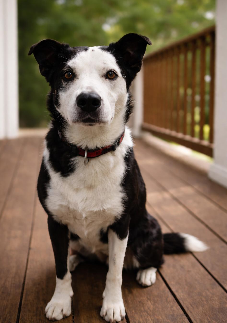 Jay Jay — thumbnail 3