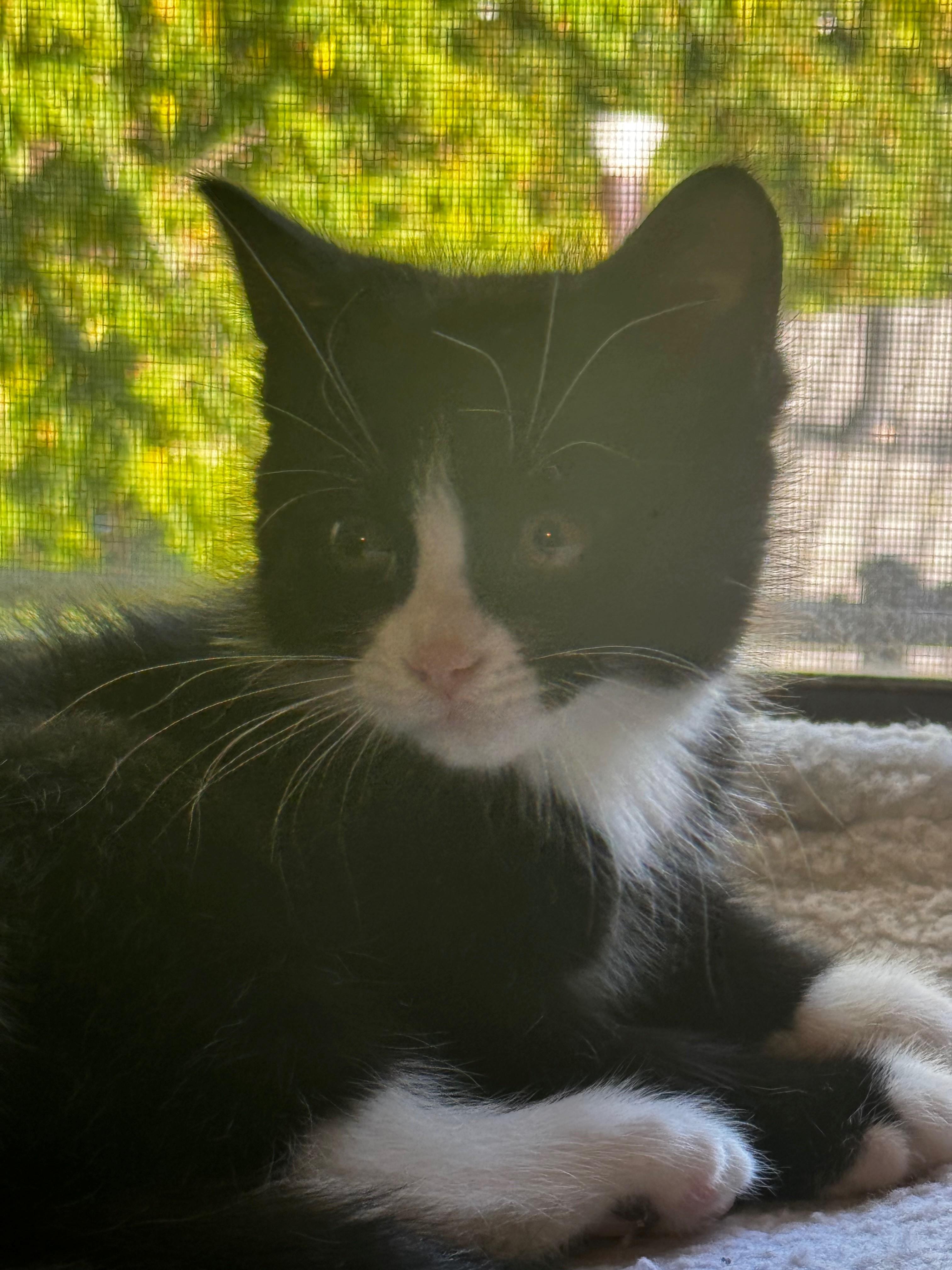 Enlarge Humphrey, a Adoptable Domestic Short Hair in Hamilton, ON image 3/5