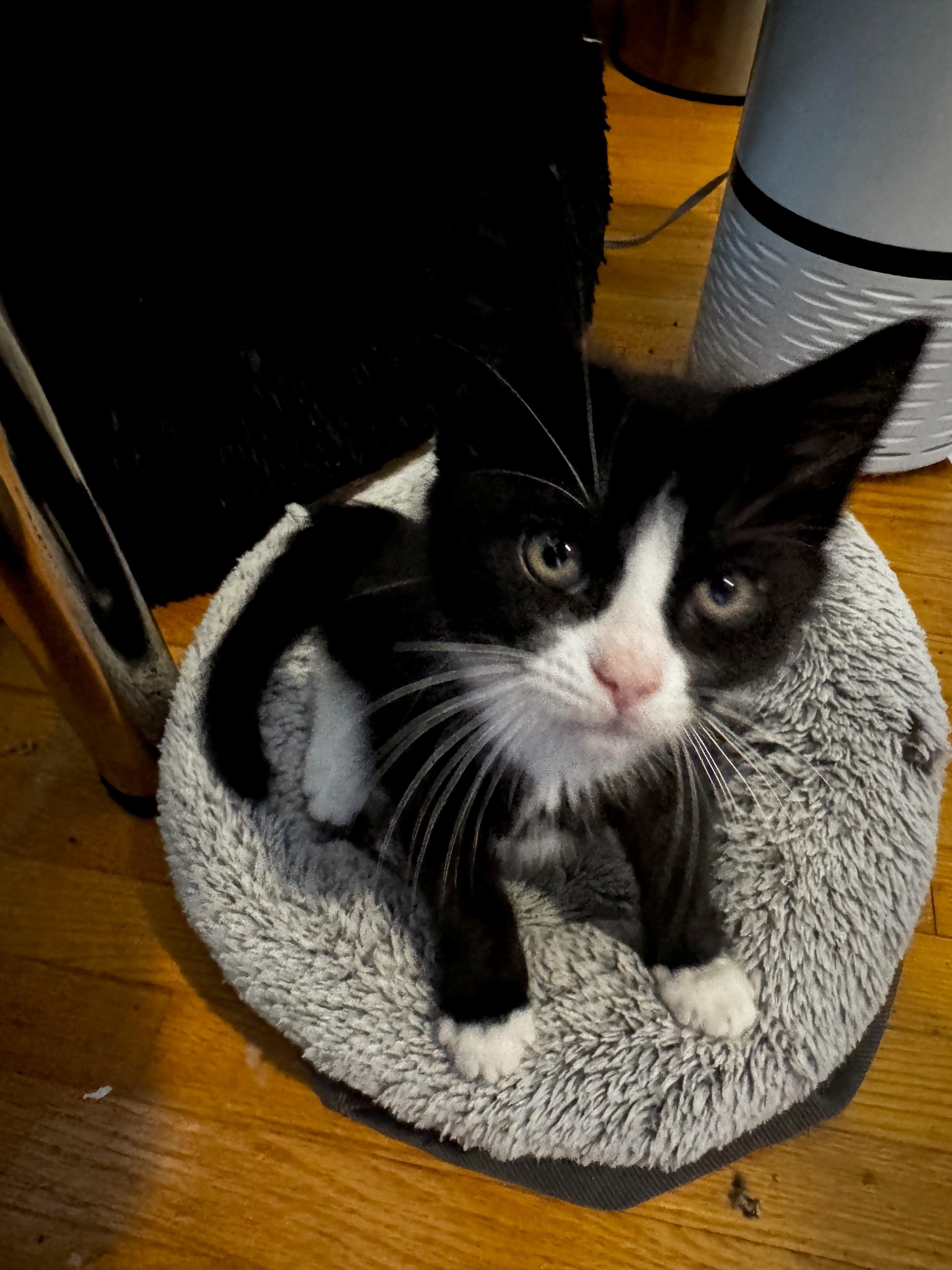 Humphrey, Adoptable, Kitten Male Domestic Short Hair.