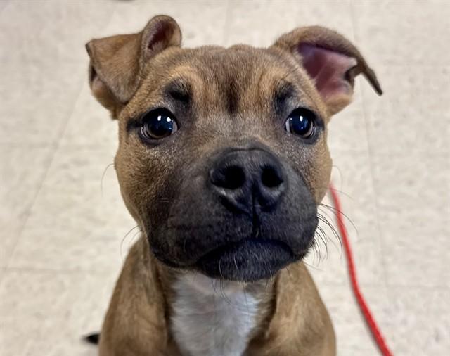 HENNA, Adoptable, Young Female Boxer & Mixed Breed.