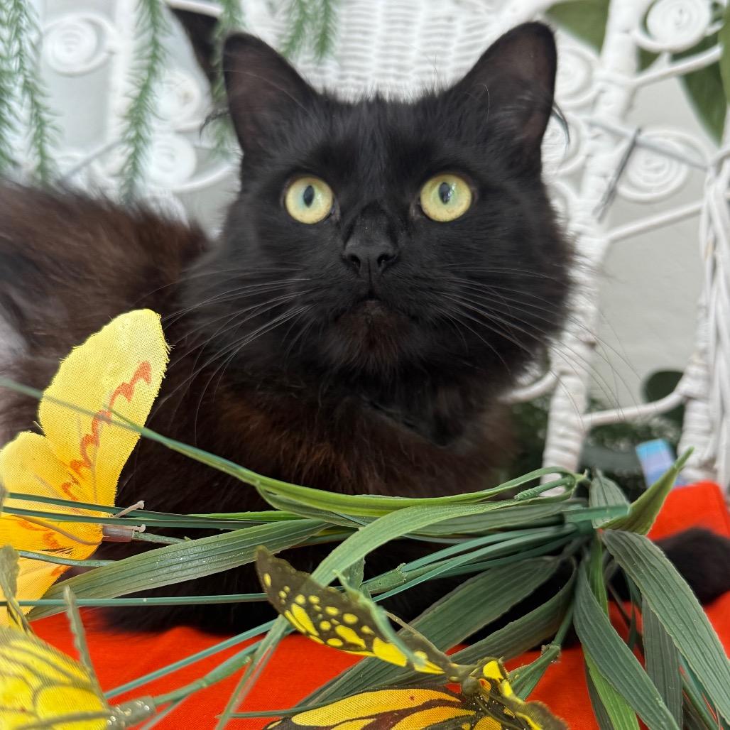 Scruffette Hamlin 56229, Adoptable, Adult Female Domestic Long Hair.