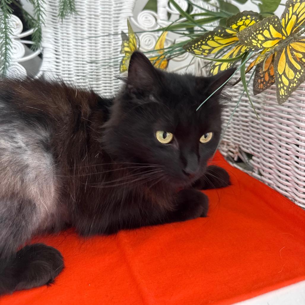 Enlarge Scruffette Hamlin 56229, a Adoptable Domestic Long Hair in Lansing, MI image 2/6