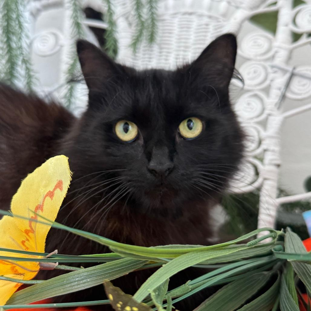 Enlarge Scruffette Hamlin 56229, a Adoptable Domestic Long Hair in Lansing, MI image 3/6