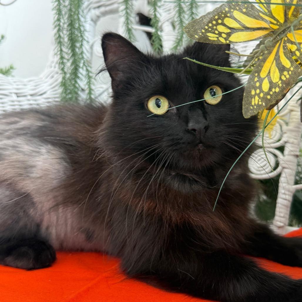Enlarge Scruffette Hamlin 56229, a Adoptable Domestic Long Hair in Lansing, MI image 4/6