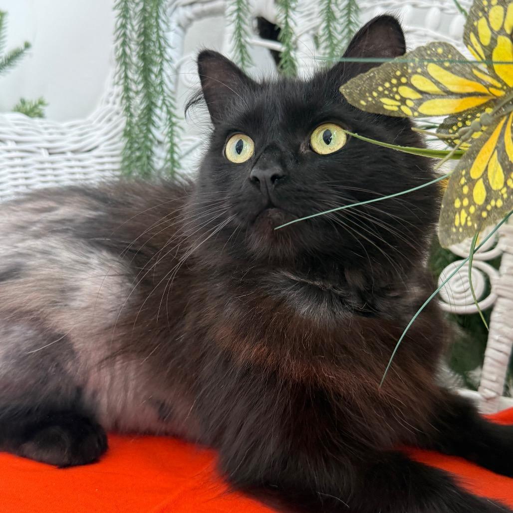 Enlarge Scruffette Hamlin 56229, a Adoptable Domestic Long Hair in Lansing, MI image 5/6