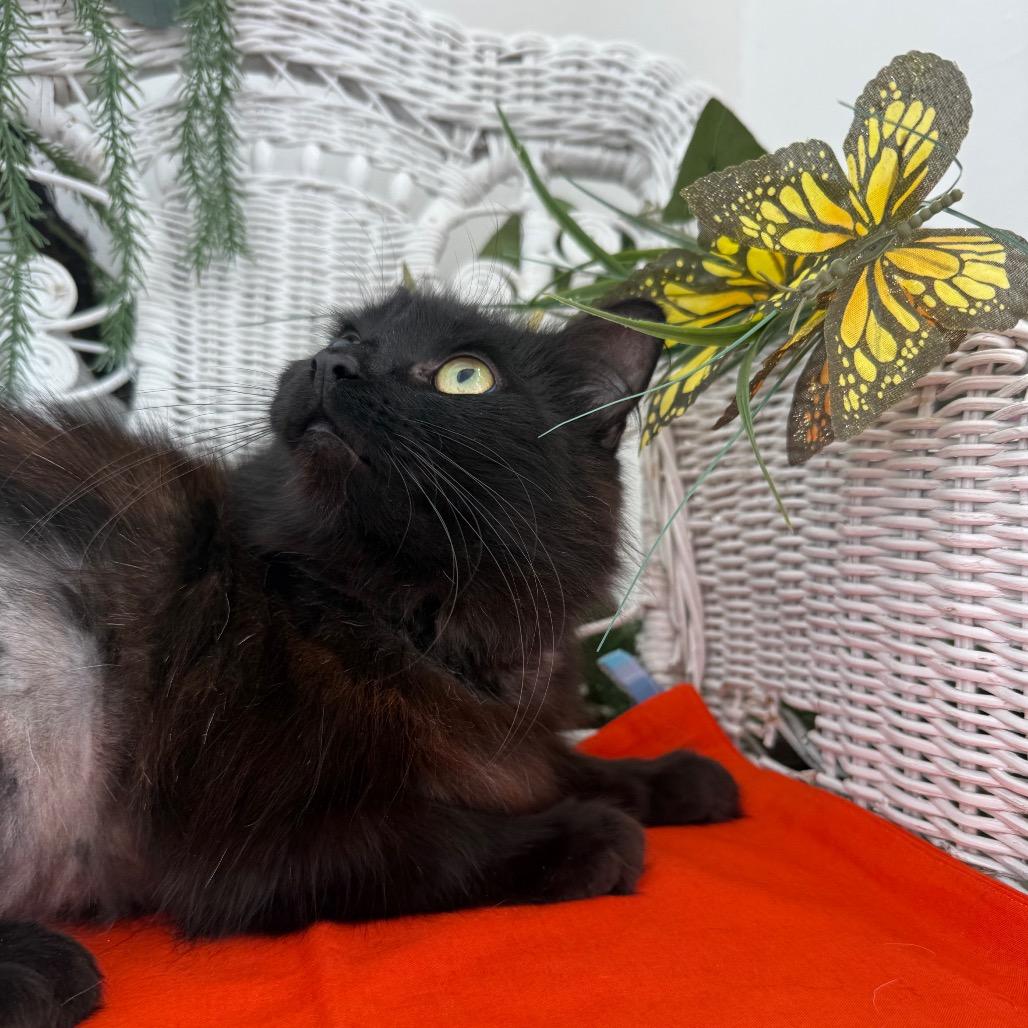 Enlarge Scruffette Hamlin 56229, a Adoptable Domestic Long Hair in Lansing, MI image 6/6