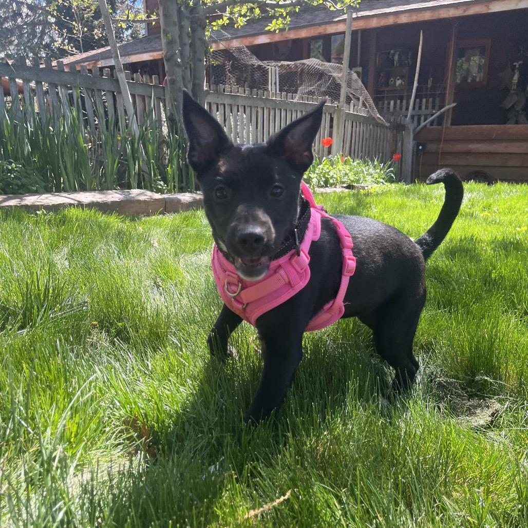 Enlarge June Bug, a Adoptable Mixed Breed in Ashland, OR image 1/6