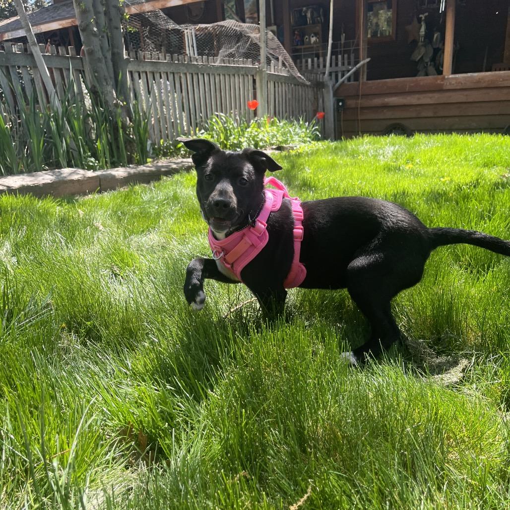 Enlarge June Bug, a Adoptable Mixed Breed in Ashland, OR image 2/6
