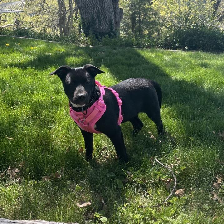 Enlarge June Bug, a Adoptable Mixed Breed in Ashland, OR image 4/6