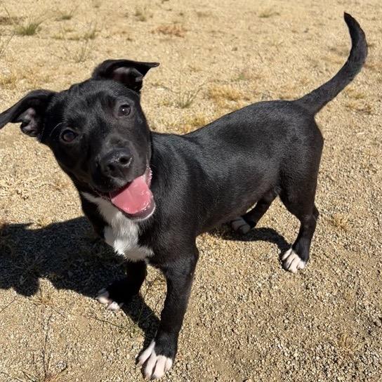 June Bug, Adoptable, Puppy Female Mixed Breed.
