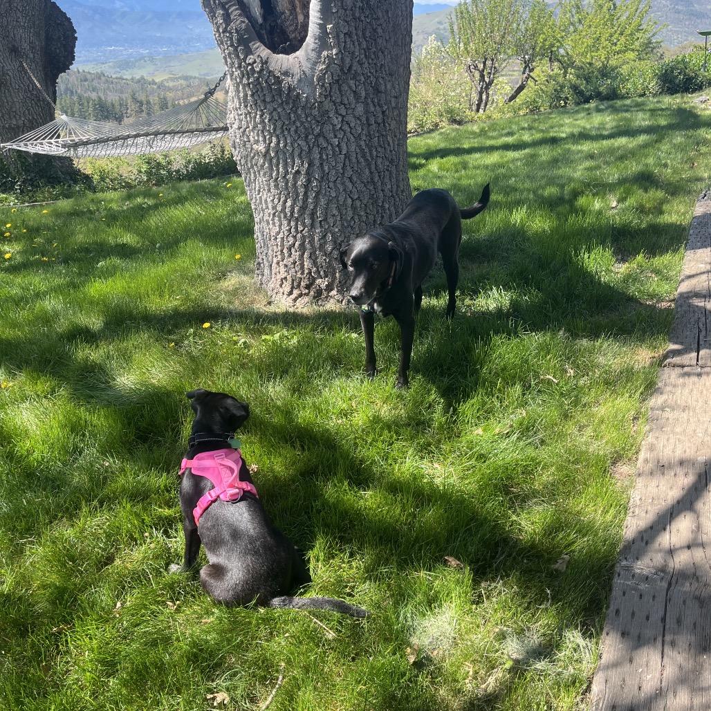 Enlarge June Bug, a Adoptable Mixed Breed in Ashland, OR image 5/6
