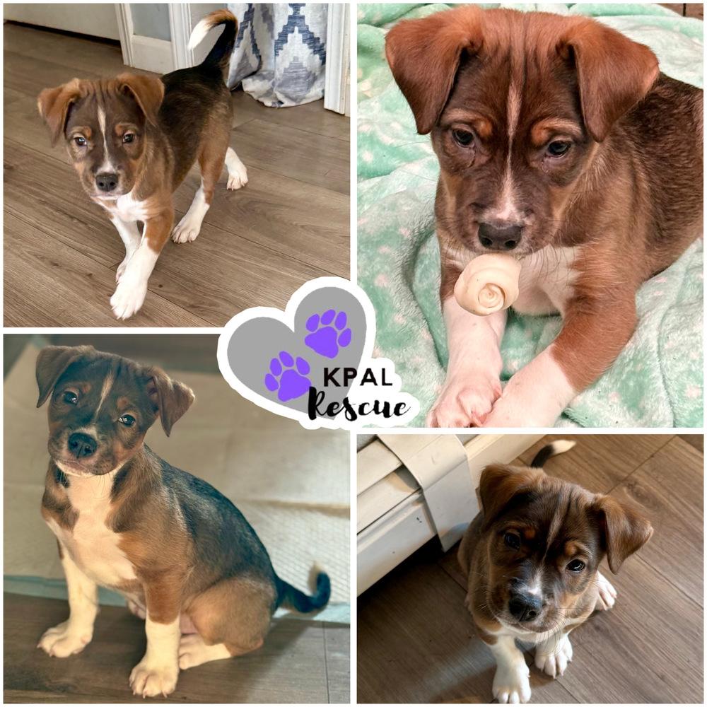 Enlarge Addie - “A” List, a Adoptable mixed breed in Kenai, AK image 2/2