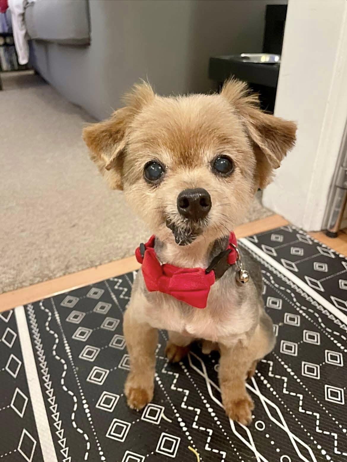 Dr. Evil, Adopted, Senior Male Yorkshire Terrier.