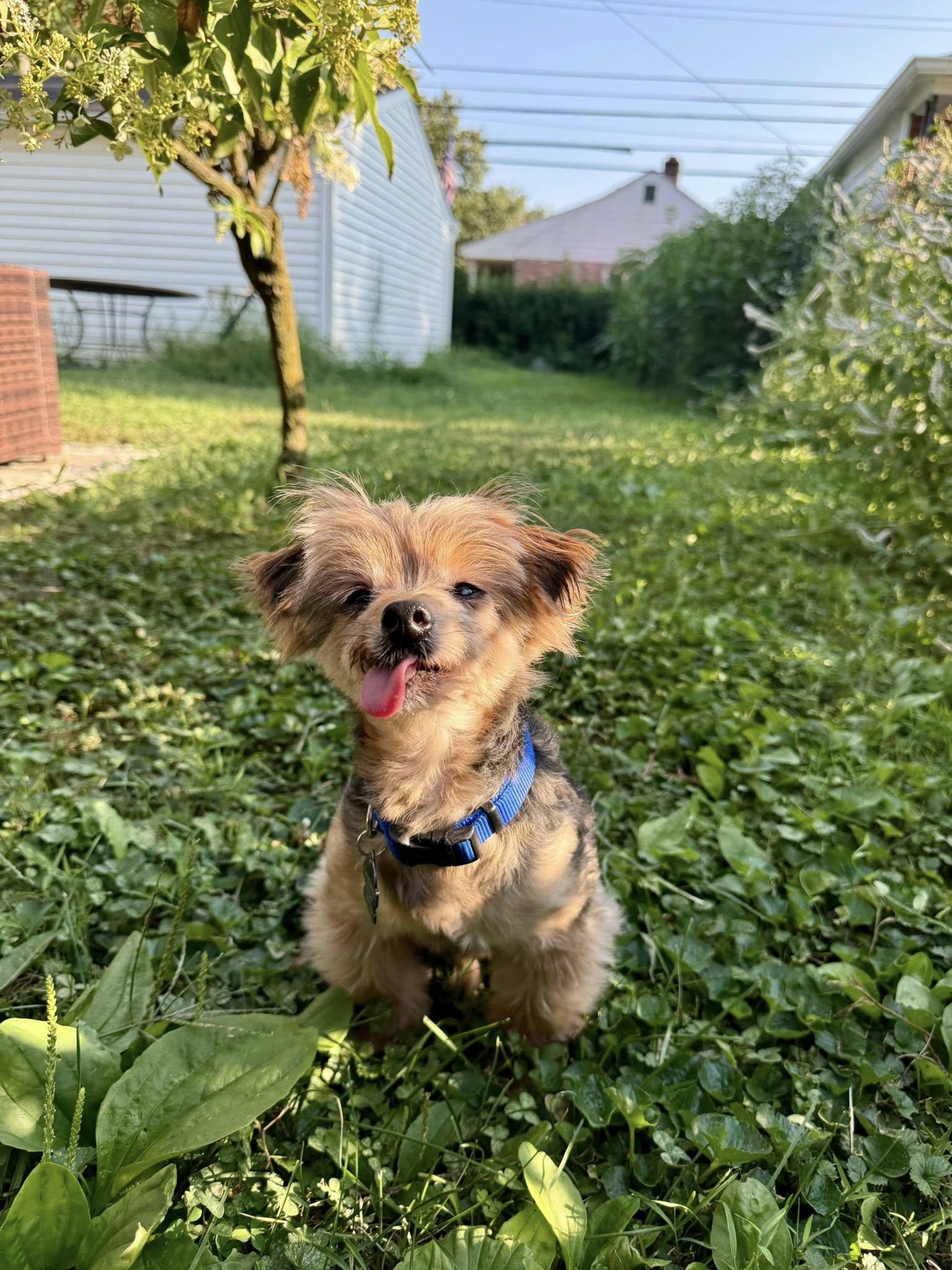Enlarge Dr. Evil, a Adopted Yorkshire Terrier in South Lyon, MI image 2/6