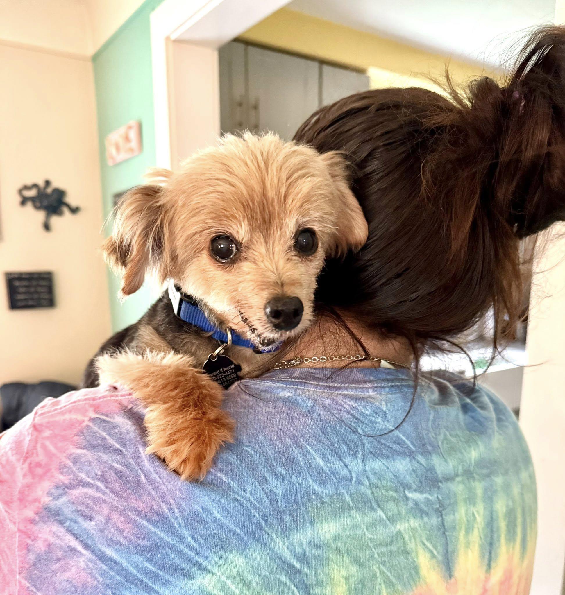 Enlarge Dr. Evil, a Adopted Yorkshire Terrier in South Lyon, MI image 3/6