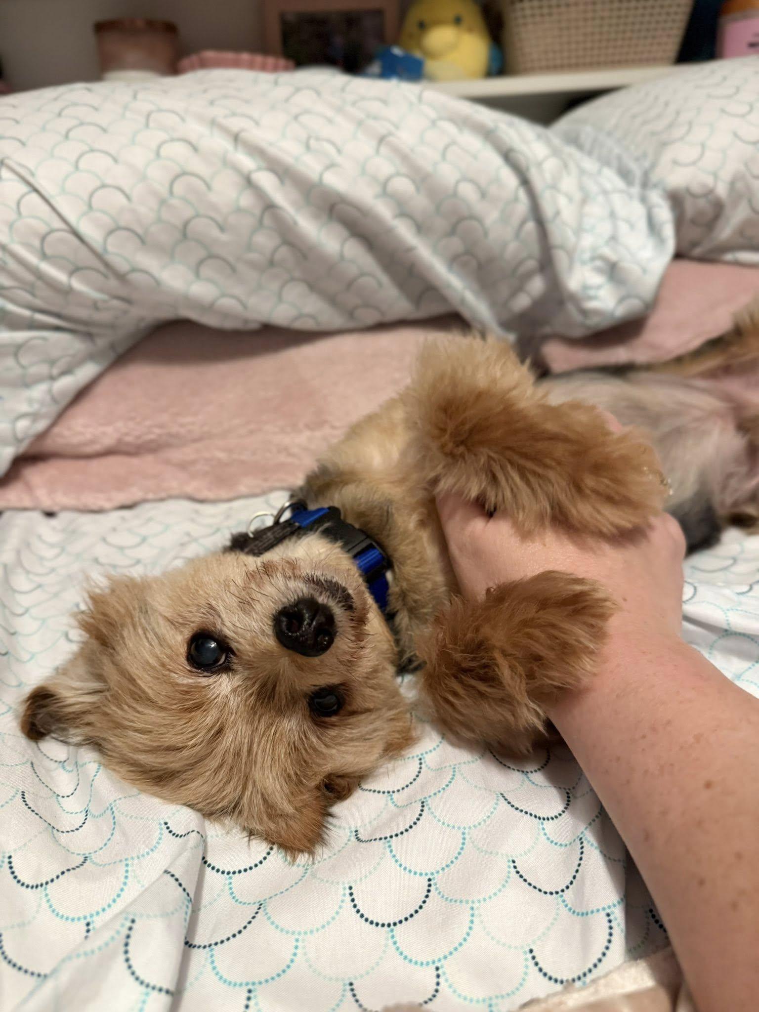 Enlarge Dr. Evil, a Adopted Yorkshire Terrier in South Lyon, MI image 4/6