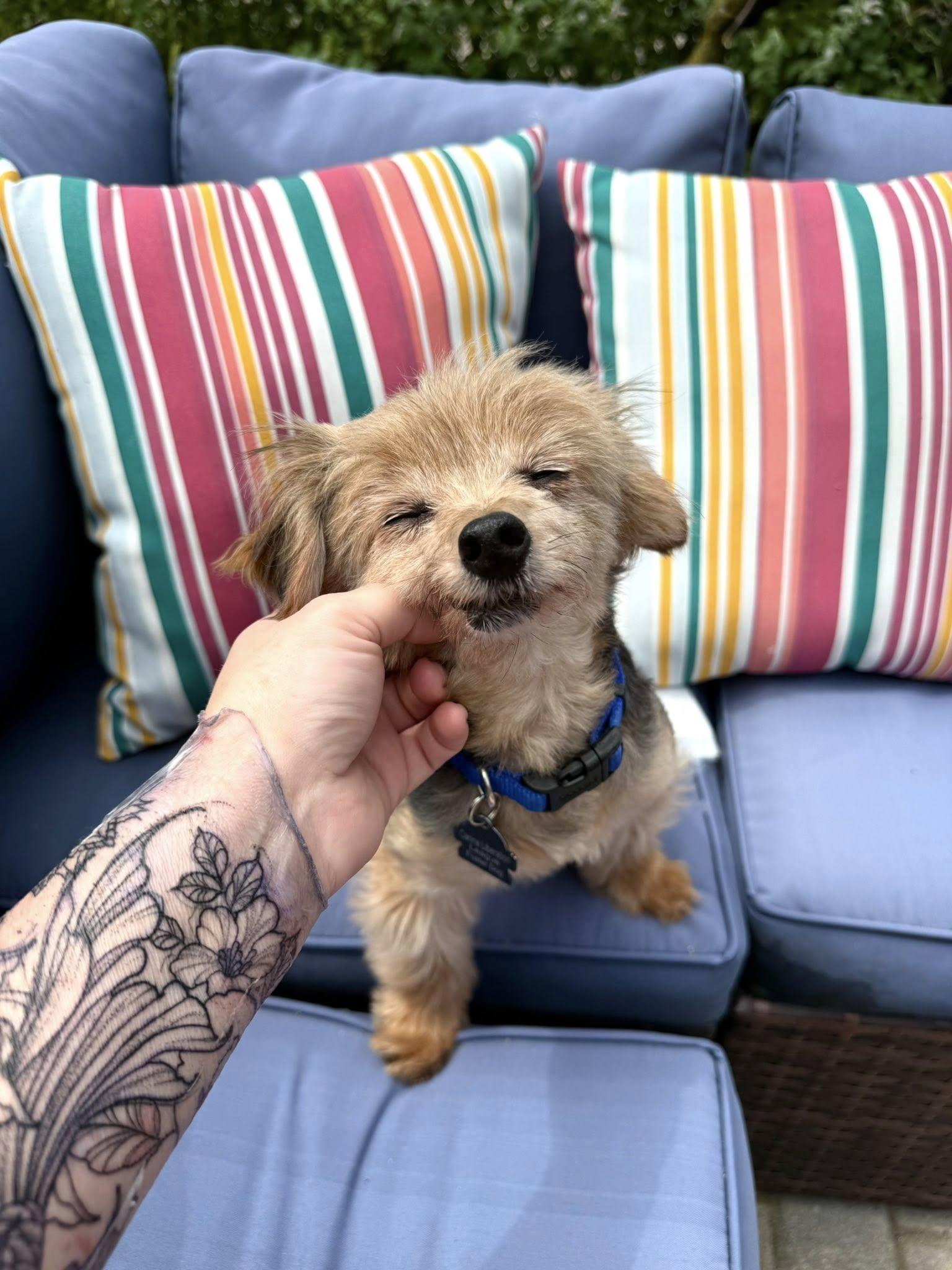 Enlarge Dr. Evil, a Adopted Yorkshire Terrier in South Lyon, MI image 5/6