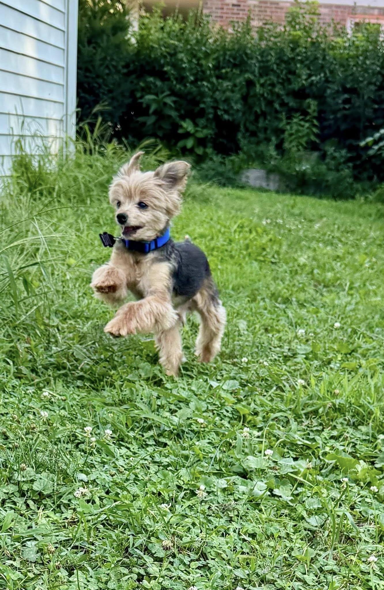 Enlarge Dr. Evil, a Adopted Yorkshire Terrier in South Lyon, MI image 6/6