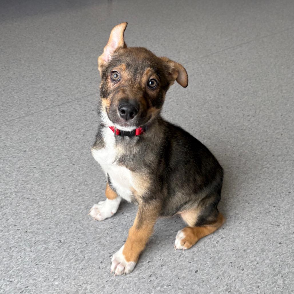 Shamrock, Adoptable, Puppy Male Mixed Breed.